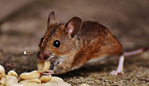 24 Hour & Emergency Exterminators in Garrett, PA